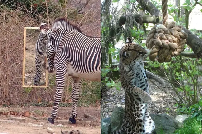 Passive vs active enrichment