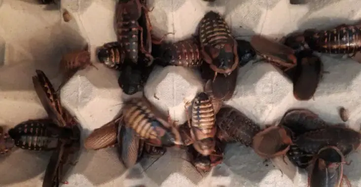 Young And Healthy 10 Male Adult Dubia Roaches 20 Pregnant Female