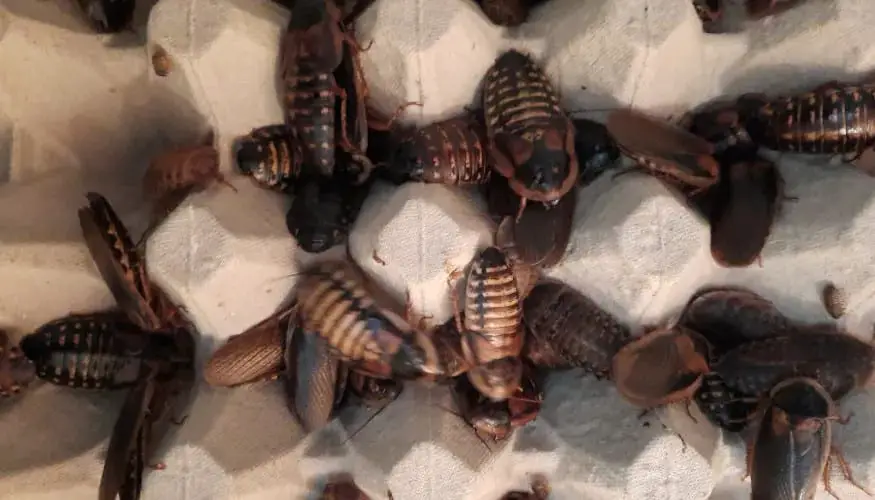 how to breed dubia roaches