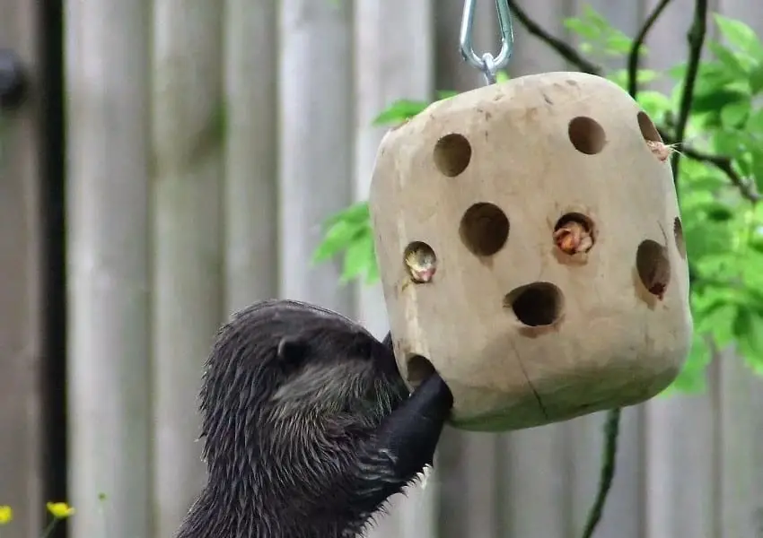 Otter food-based enrichment