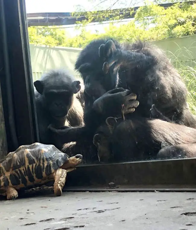 Novelty for chimpanzees to see a tortoise walking around
